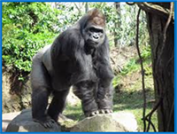 Gorilla - Bronx Zoo