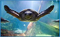 Turtle - Long Island Aquarium